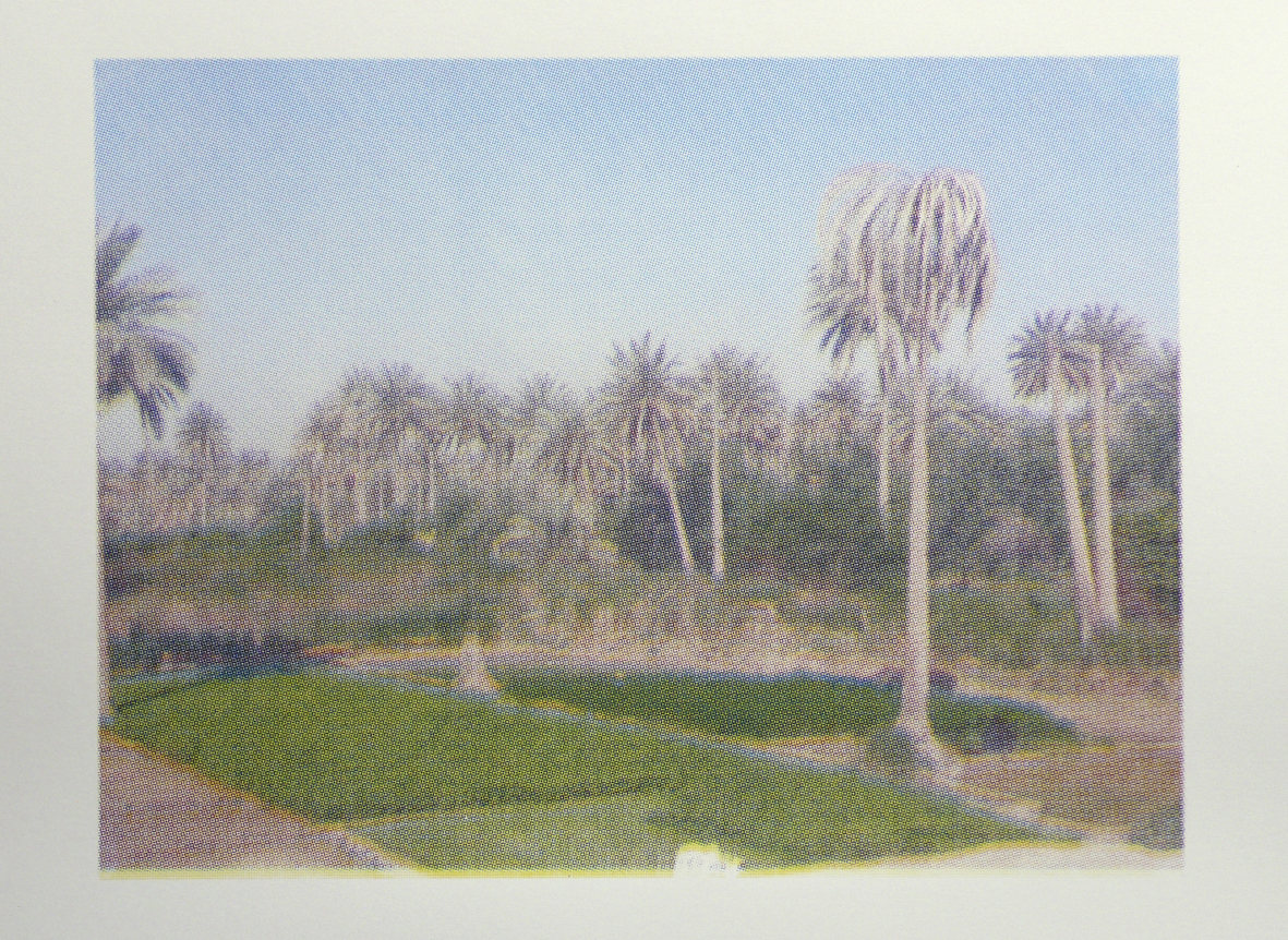 Palm Trees of Iraq